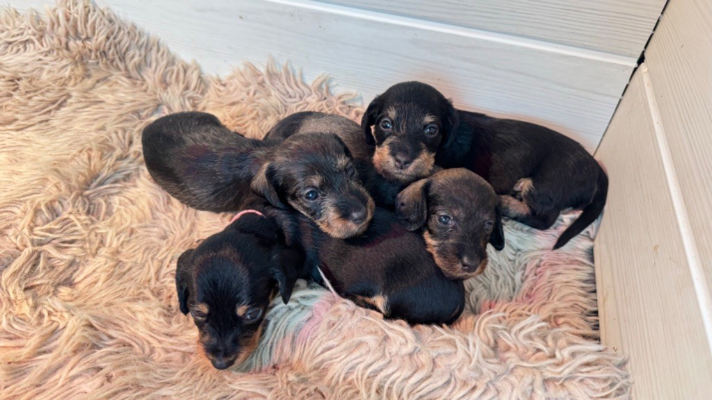 chiot Teckel poil dur des gardiens d'Ecosse