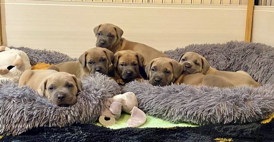 chiot Cane Corso des gardiens d'Ecosse