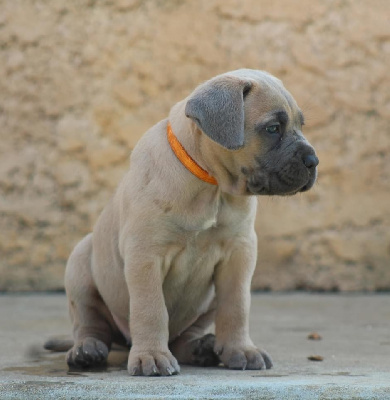 CHIOT collier orange 