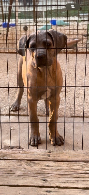 des gardiens d'Ecosse - Cane Corso - Portée née le 07/06/2024