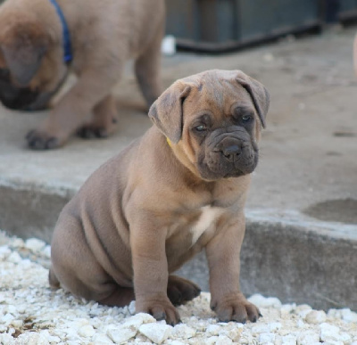 CHIOT collier jaune 