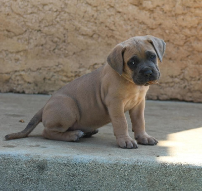 CHIOT collier gris