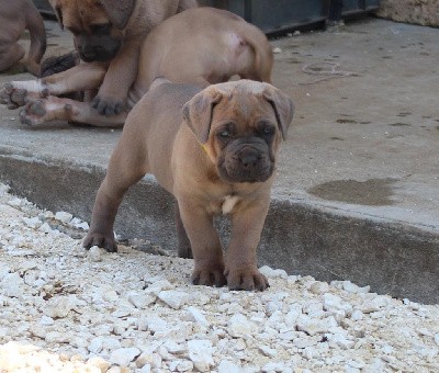 CHIOT collier jaune 