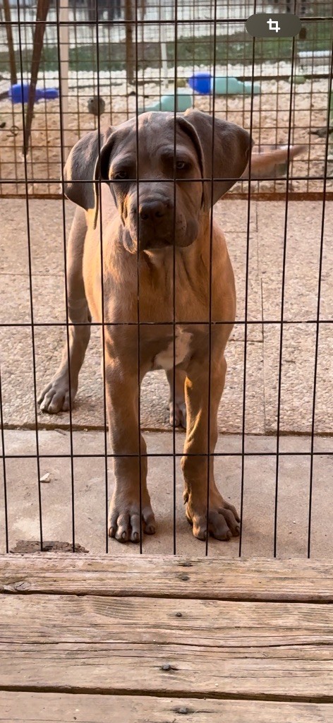 chiot Cane Corso des gardiens d'Ecosse