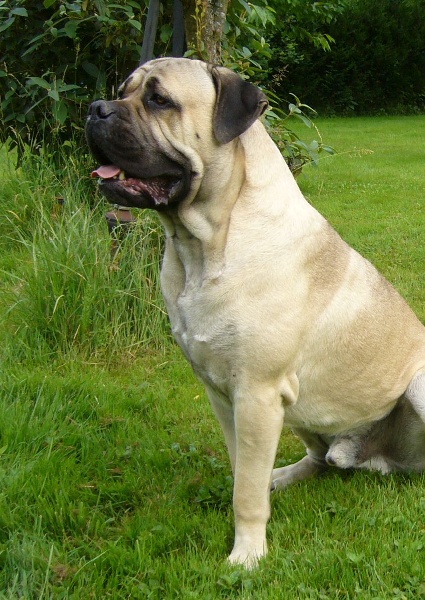 Al capone des gardiens d'Ecosse