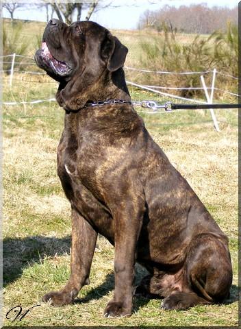 Athos des gardiens d'Ecosse