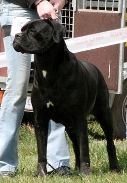 Absolute happiness des gardiens d'Ecosse