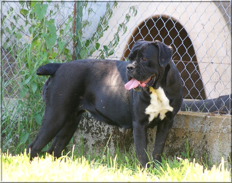 Exception des gardiens d'Ecosse