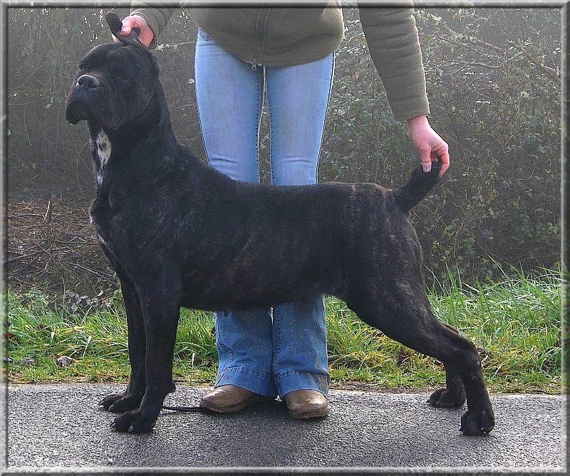 Elvezia des gardiens d'Ecosse