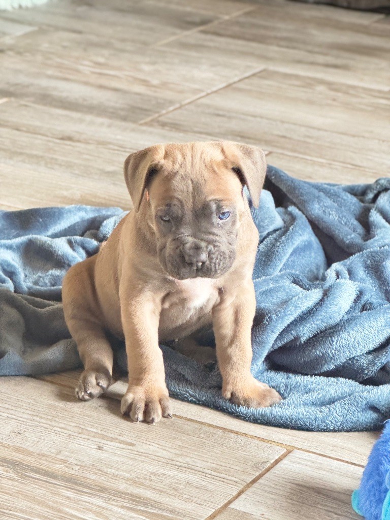des gardiens d'Ecosse - Chiots disponibles - Cane Corso