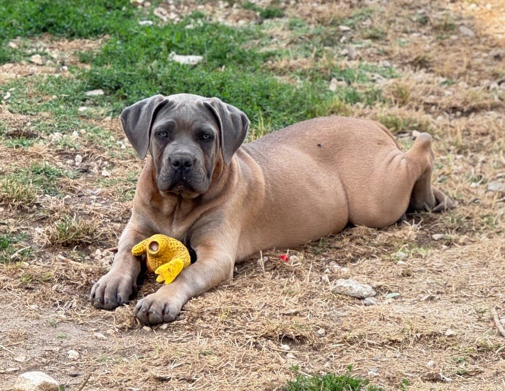 des gardiens d'Ecosse - Chiots disponibles - Cane Corso