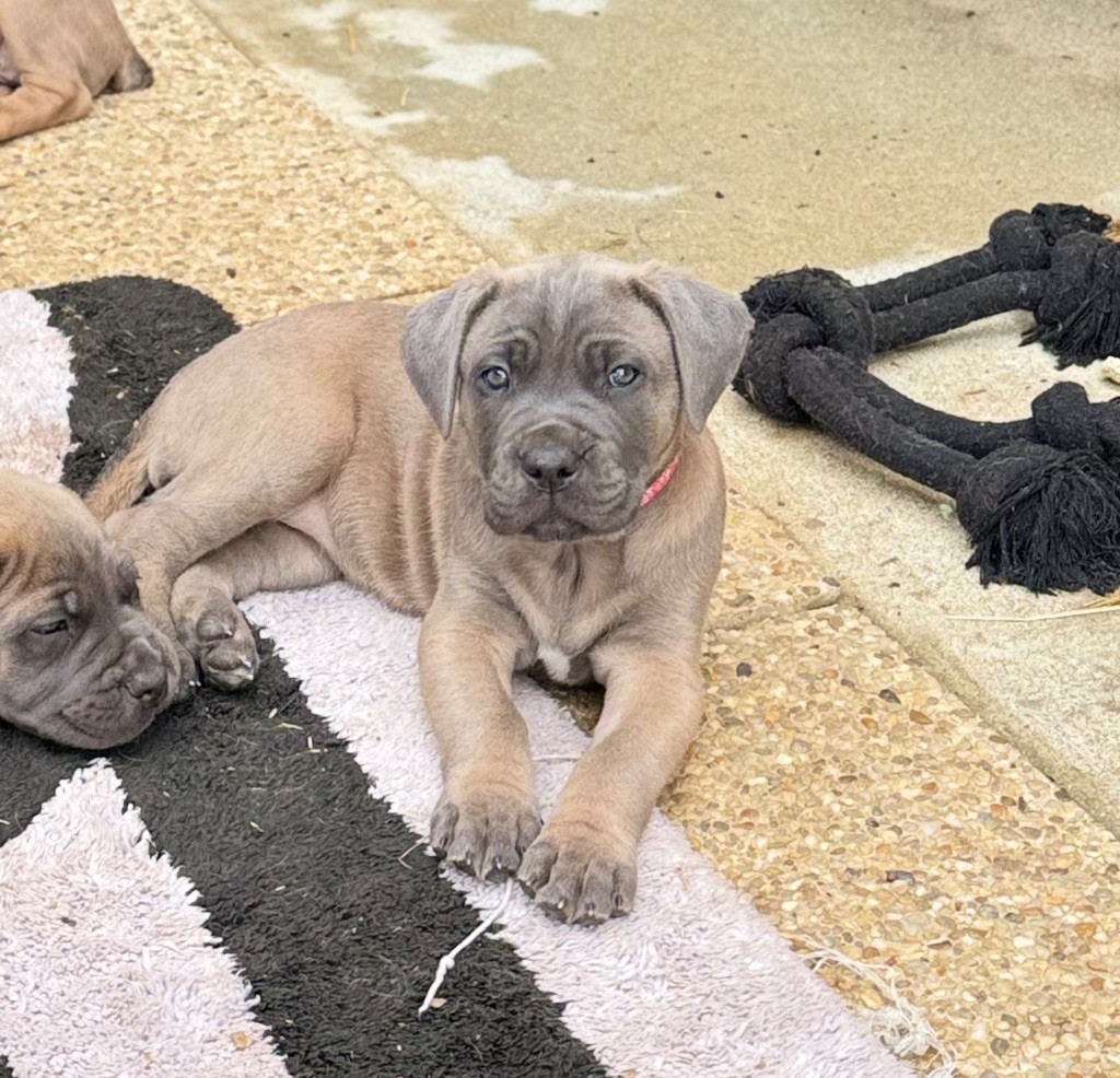 des gardiens d'Ecosse - Chiots disponibles - Cane Corso