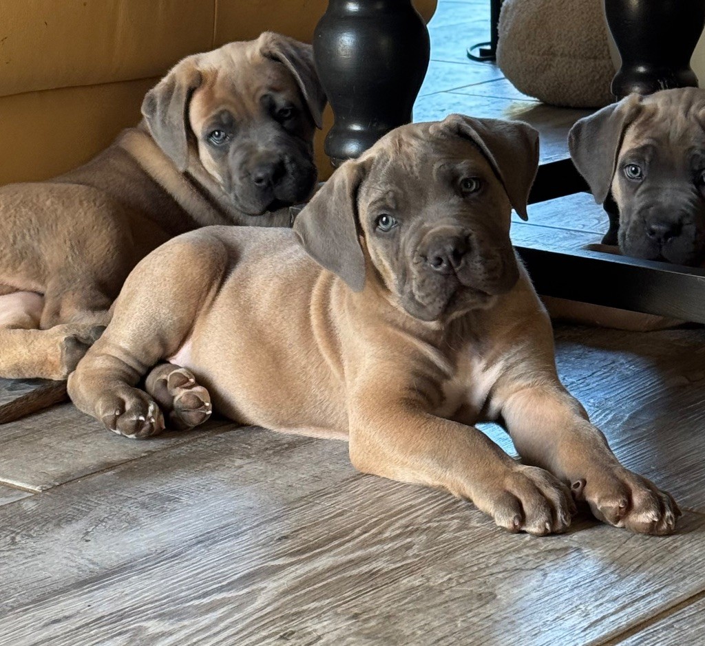 des gardiens d'Ecosse - Chiots disponibles - Cane Corso