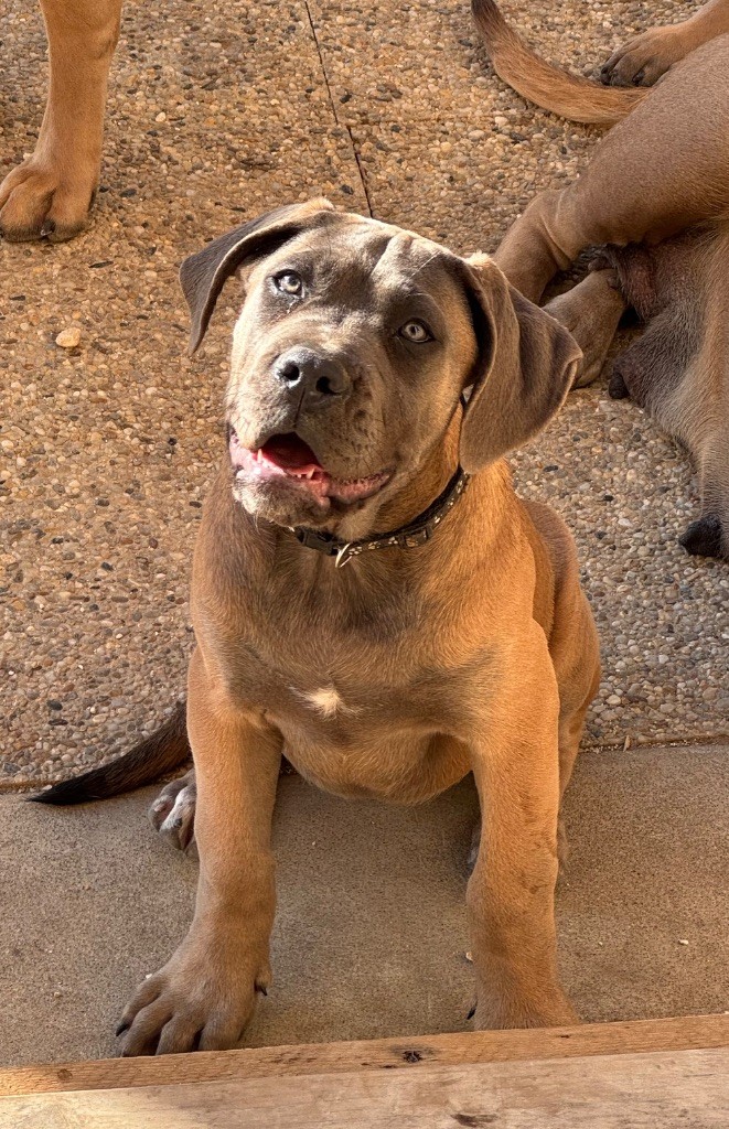 des gardiens d'Ecosse - Chiots disponibles - Cane Corso