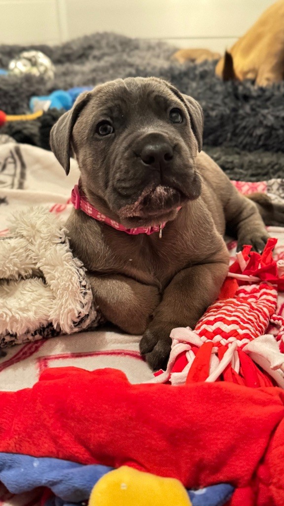 des gardiens d'Ecosse - Chiots disponibles - Cane Corso
