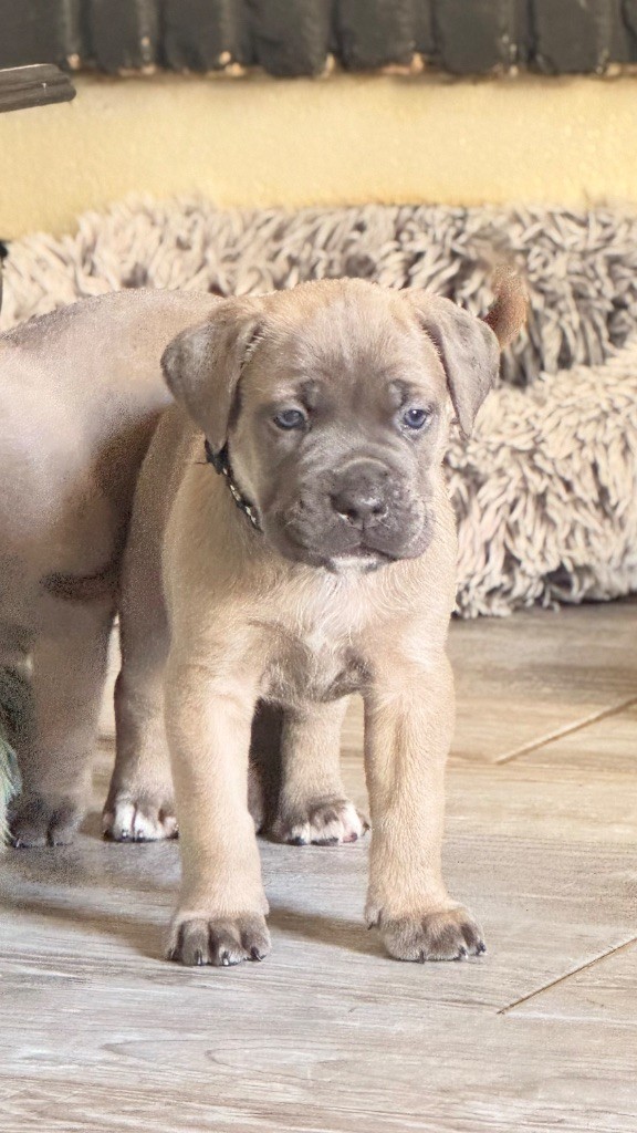 des gardiens d'Ecosse - Chiots disponibles - Cane Corso