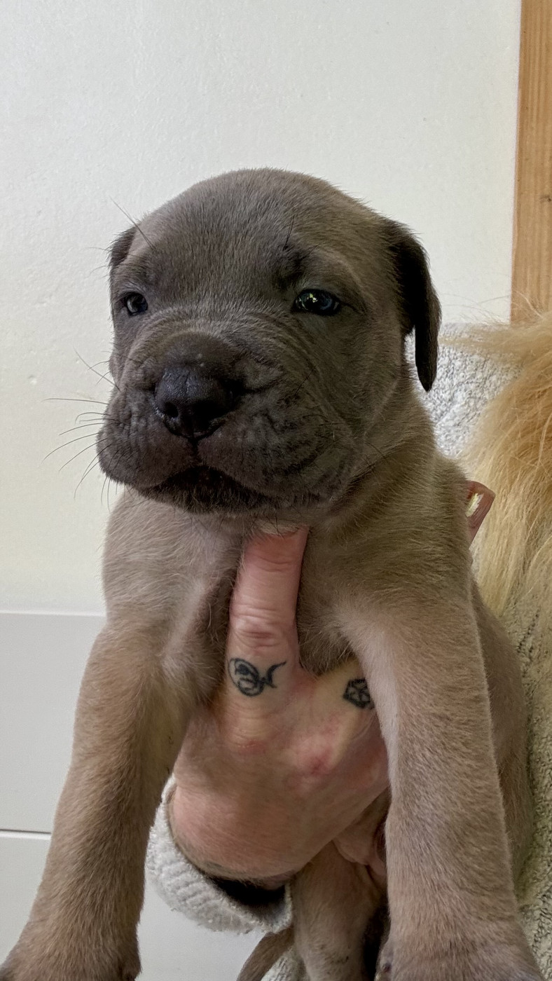 des gardiens d'Ecosse - Chiots disponibles - Cane Corso