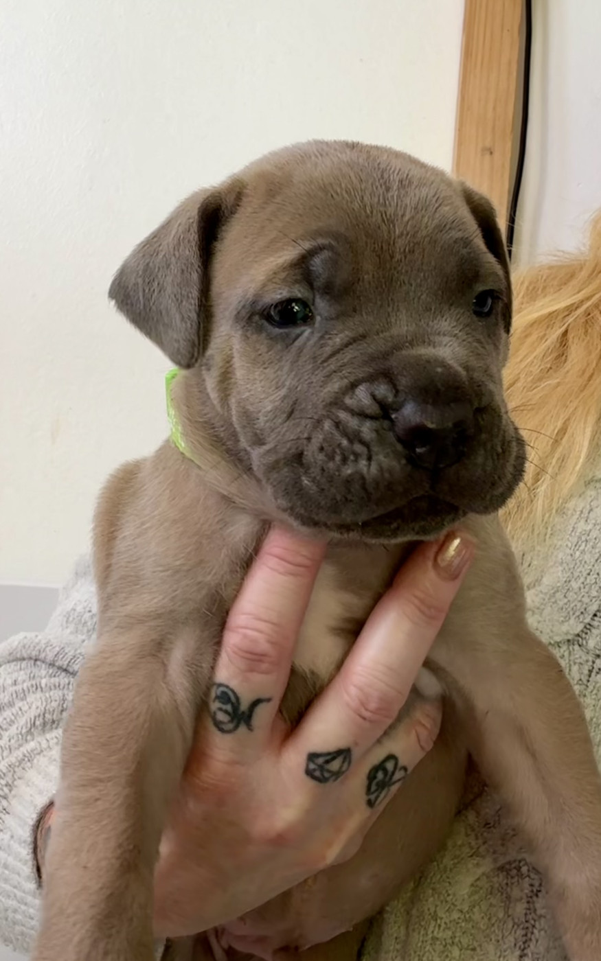 des gardiens d'Ecosse - Chiots disponibles - Cane Corso