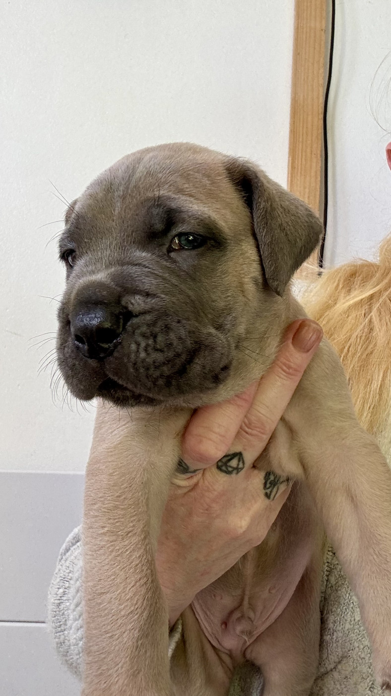 des gardiens d'Ecosse - Chiots disponibles - Cane Corso