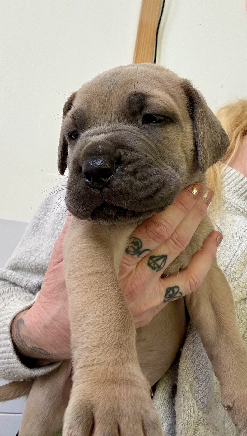 des gardiens d'Ecosse - Chiots disponibles - Cane Corso