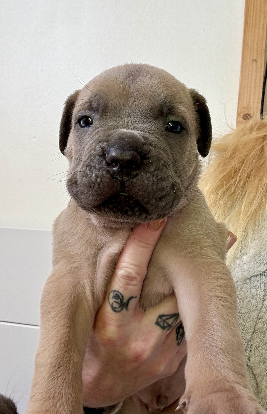 des gardiens d'Ecosse - Chiots disponibles - Cane Corso