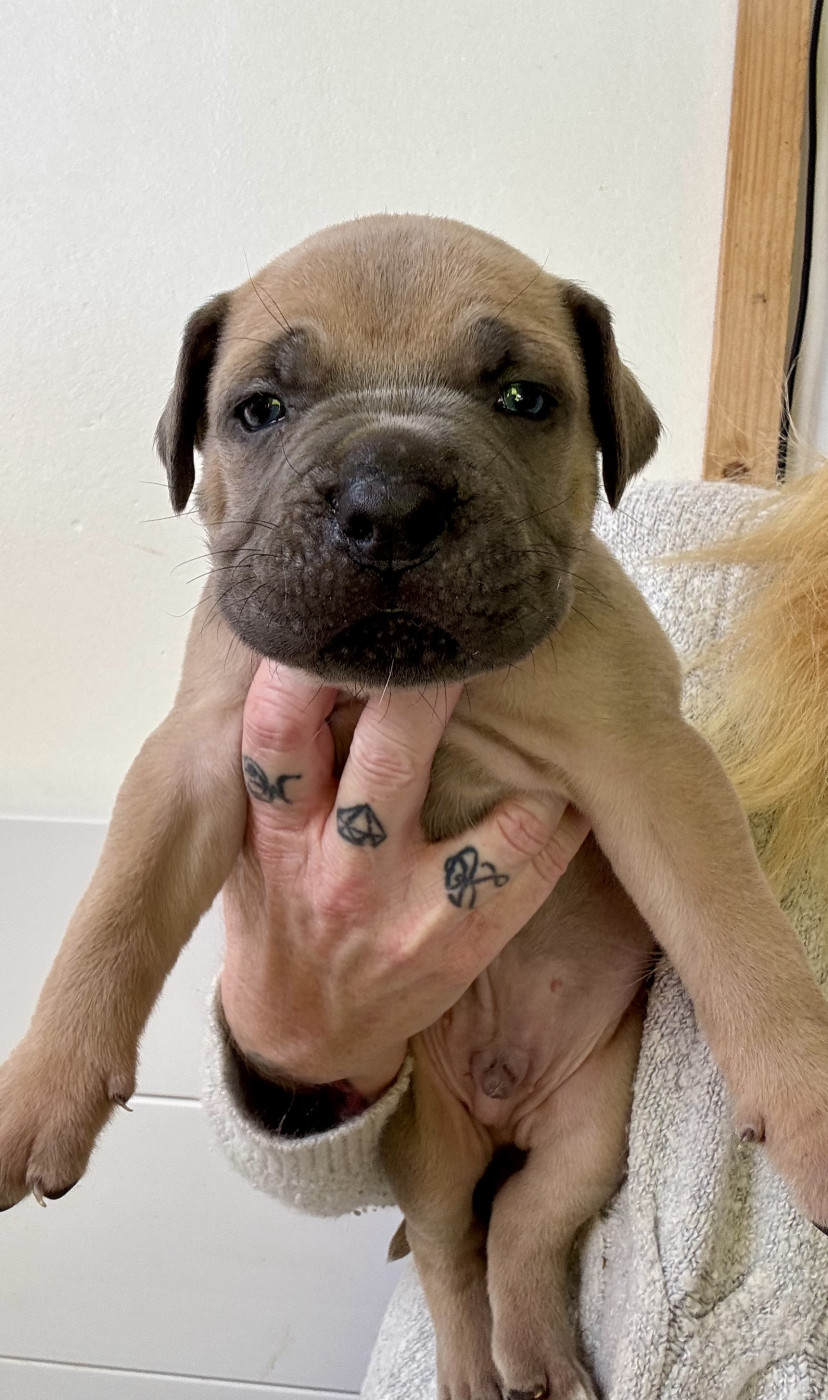 des gardiens d'Ecosse - Chiots disponibles - Cane Corso