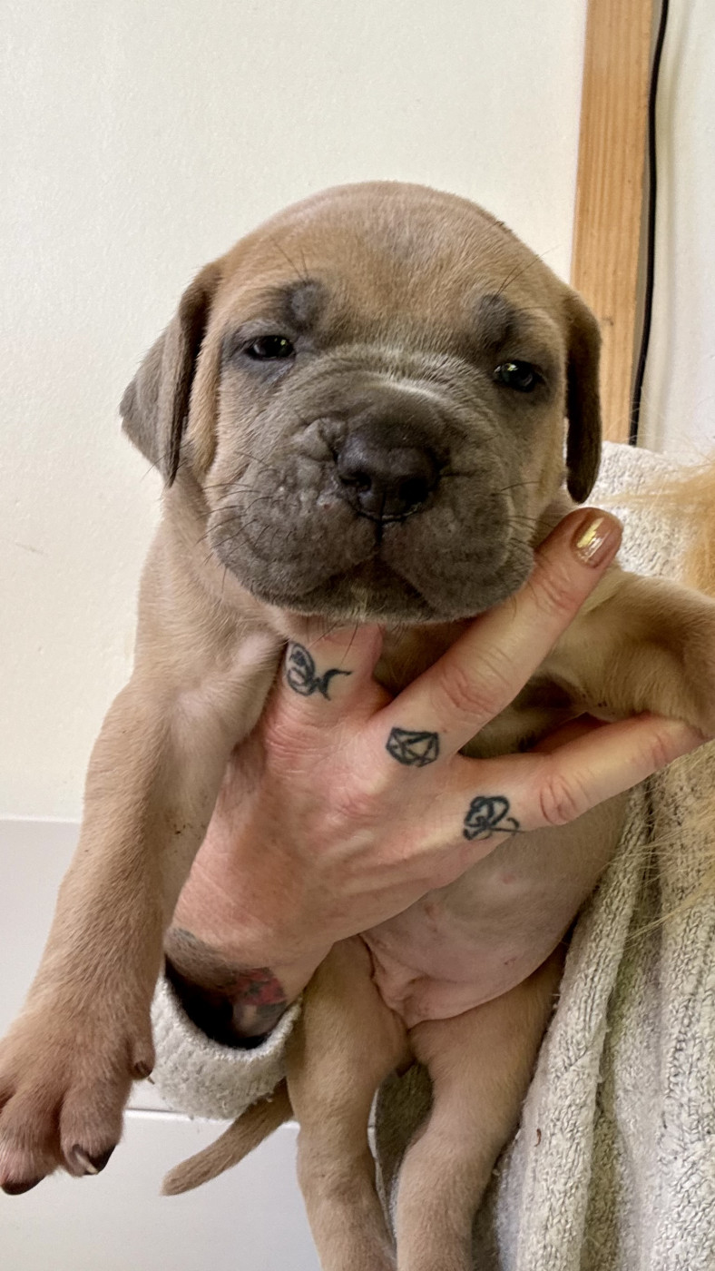 des gardiens d'Ecosse - Chiots disponibles - Cane Corso