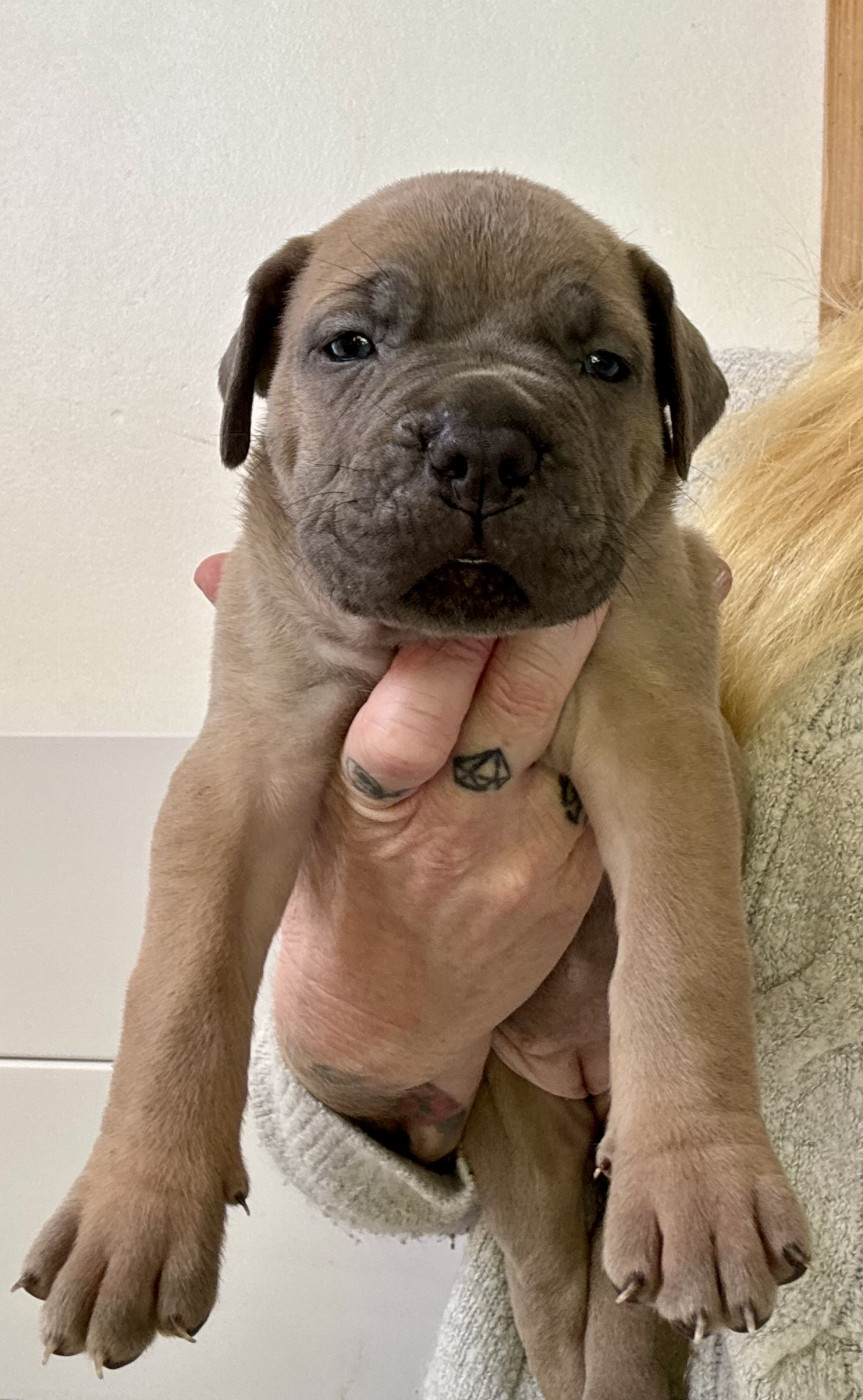 des gardiens d'Ecosse - Chiots disponibles - Cane Corso