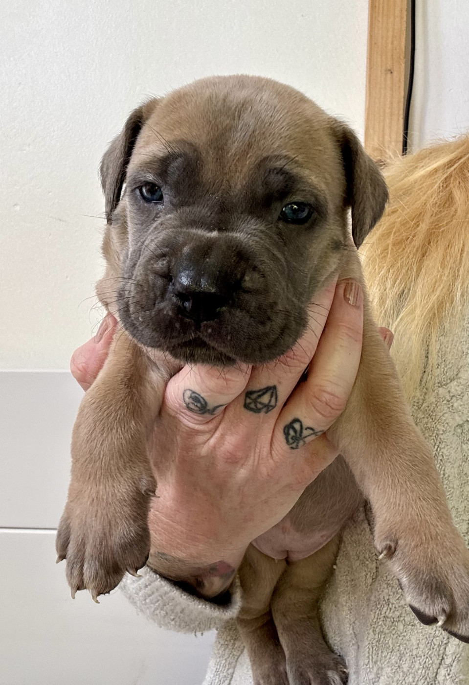 des gardiens d'Ecosse - Chiots disponibles - Cane Corso