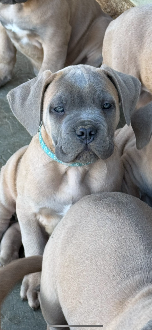 des gardiens d'Ecosse - Chiots disponibles - Cane Corso