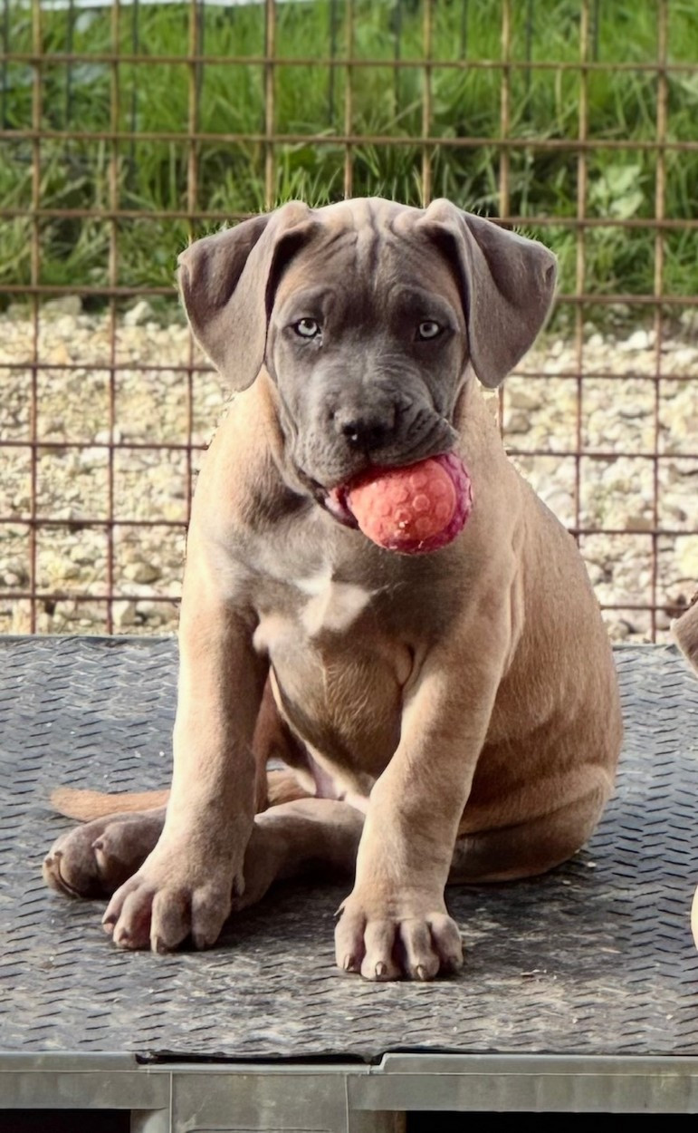 des gardiens d'Ecosse - Chiots disponibles - Cane Corso