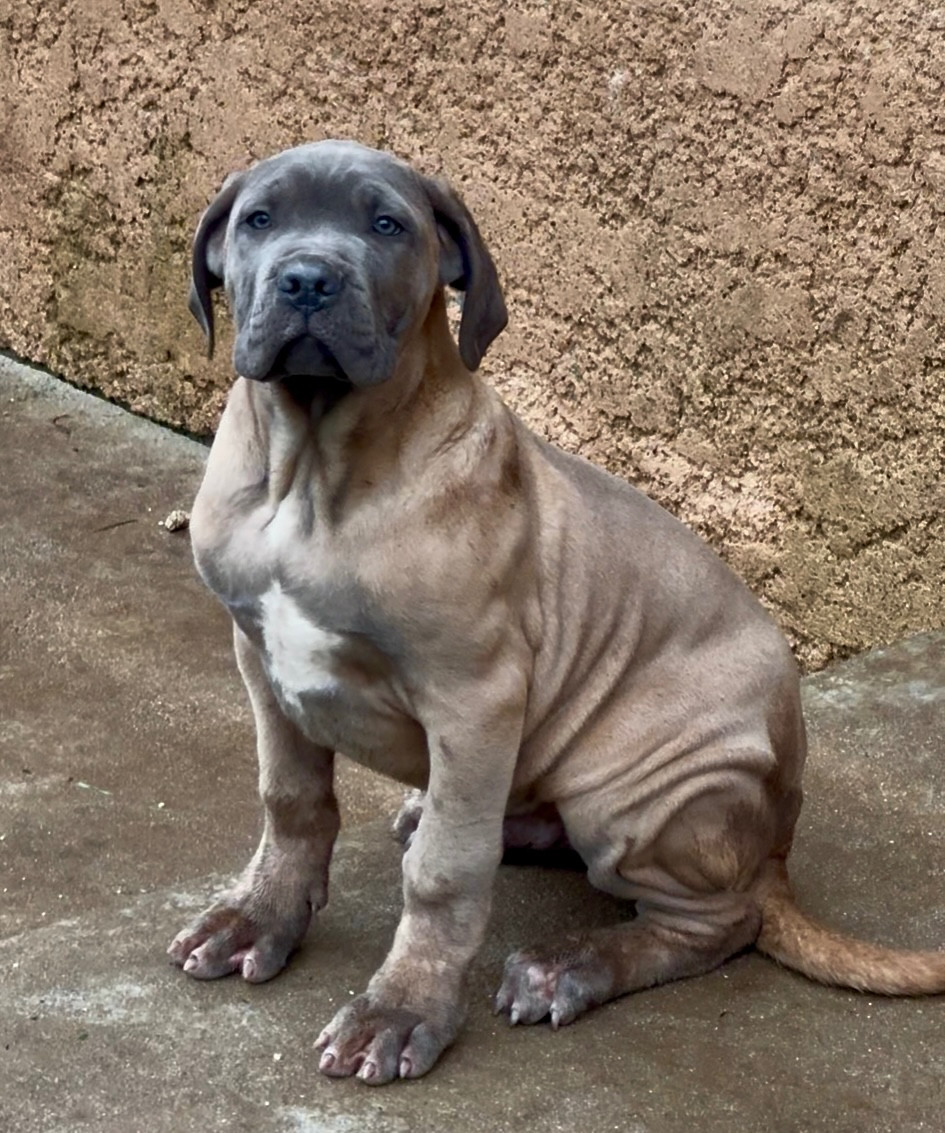 des gardiens d'Ecosse - Chiots disponibles - Cane Corso