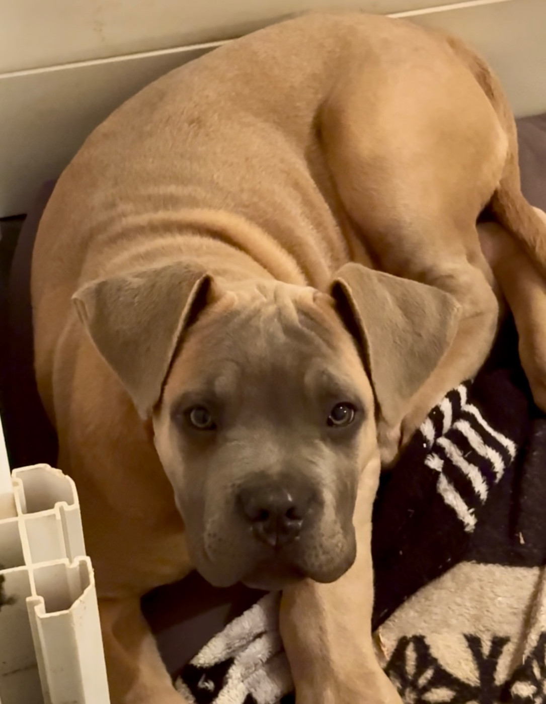 des gardiens d'Ecosse - Chiots disponibles - Cane Corso