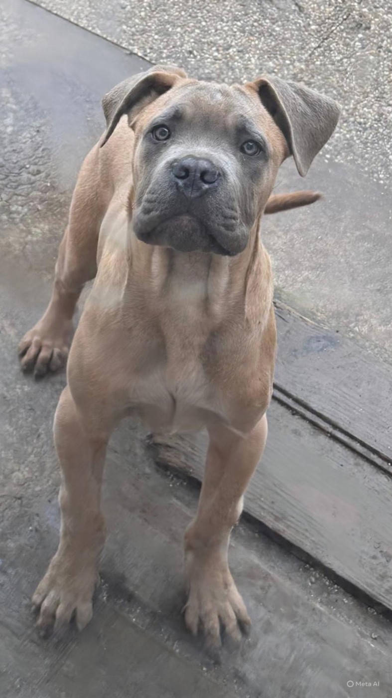 des gardiens d'Ecosse - Chiots disponibles - Cane Corso