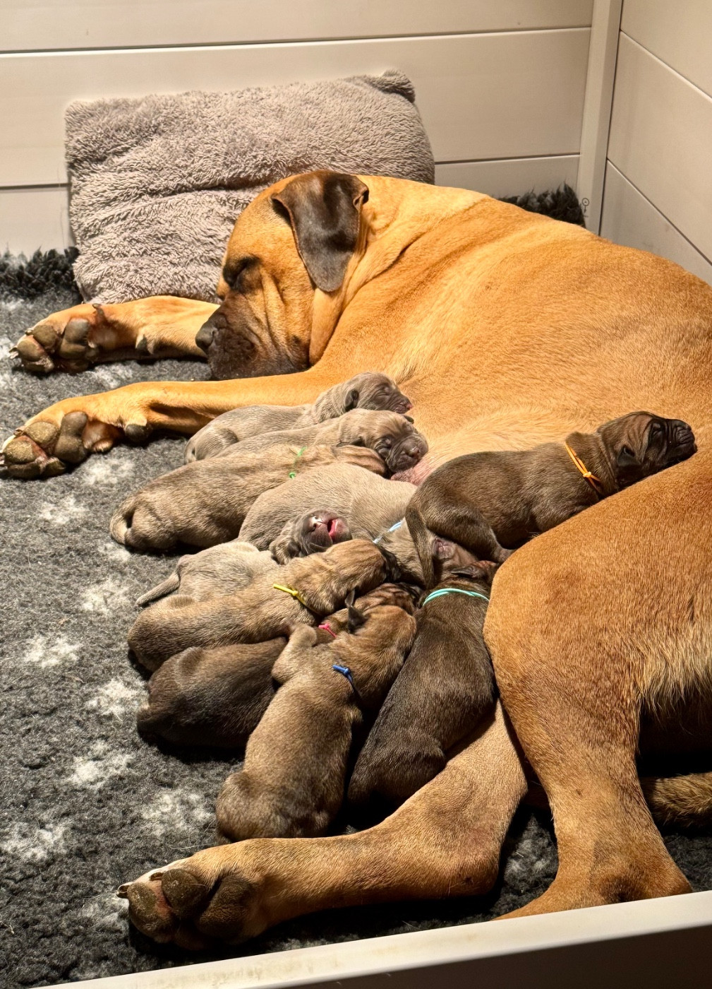 des gardiens d'Ecosse - Chiots disponibles - Cane Corso