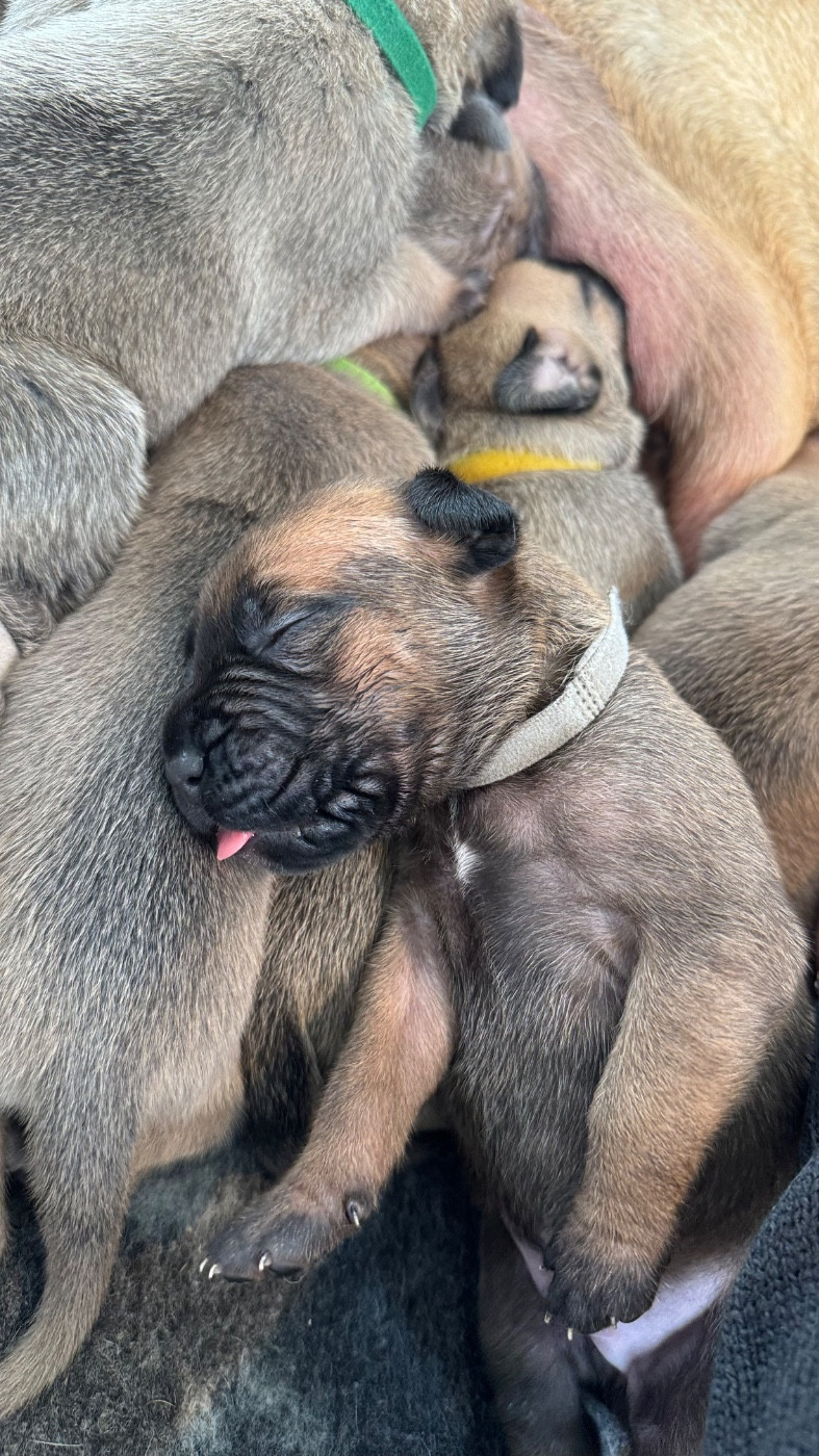 des gardiens d'Ecosse - Chiots disponibles - Cane Corso