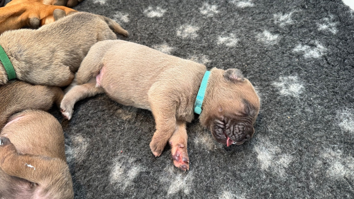 des gardiens d'Ecosse - Chiots disponibles - Cane Corso