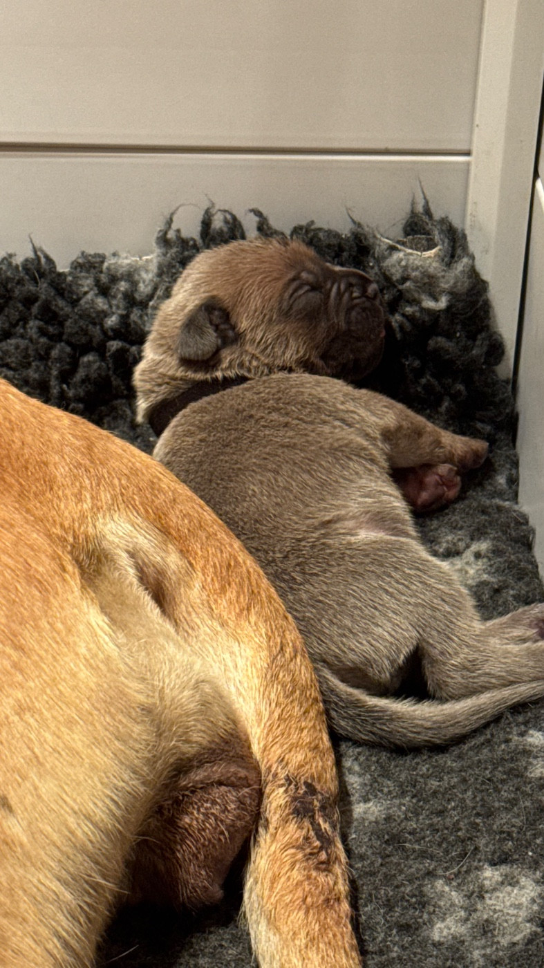 des gardiens d'Ecosse - Chiots disponibles - Cane Corso