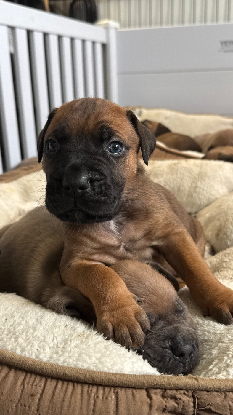 des gardiens d'Ecosse - Chiots disponibles - Cane Corso