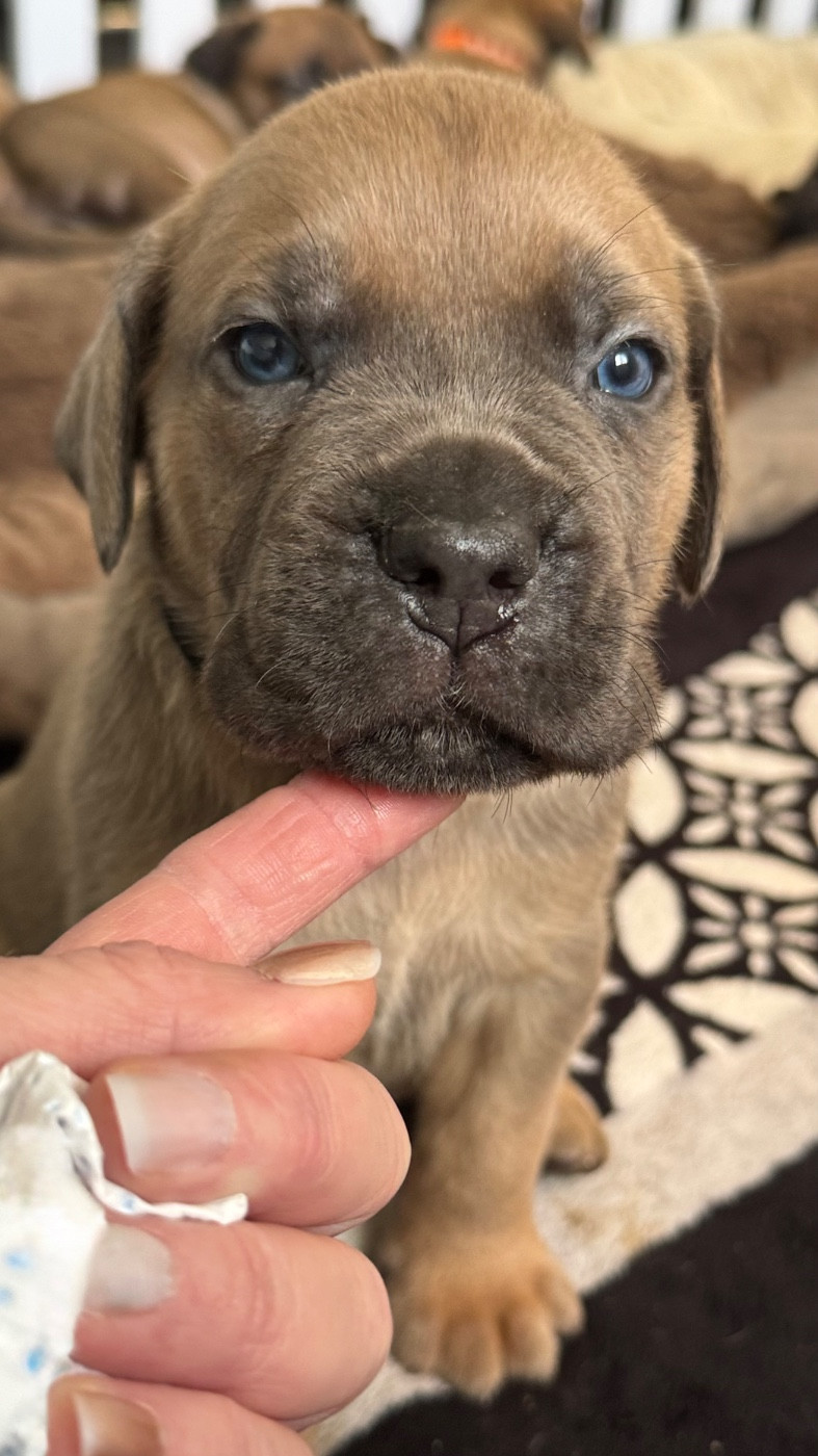 des gardiens d'Ecosse - Chiots disponibles - Cane Corso