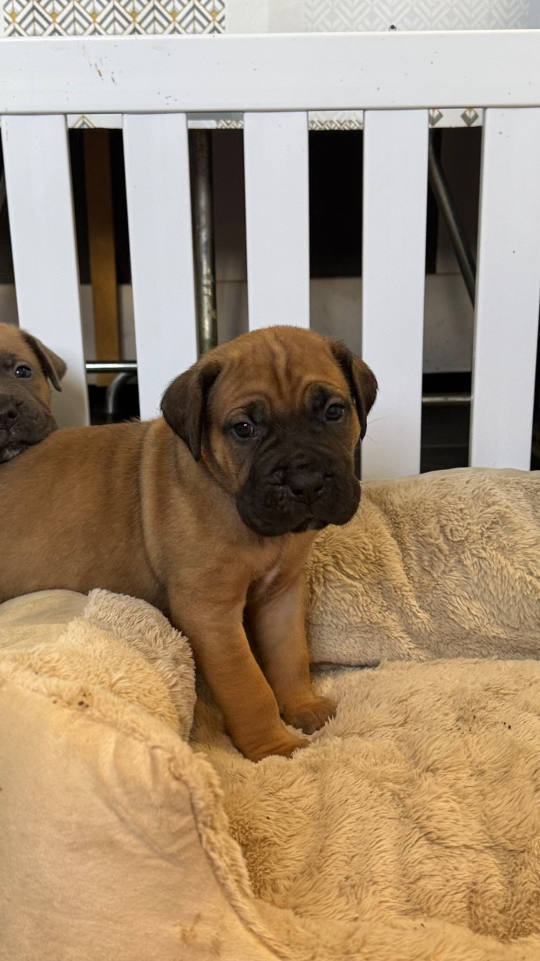 des gardiens d'Ecosse - Chiots disponibles - Cane Corso
