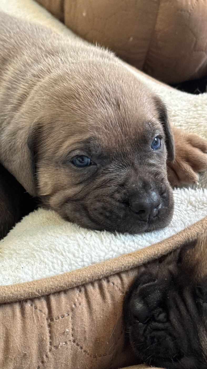 des gardiens d'Ecosse - Chiots disponibles - Cane Corso