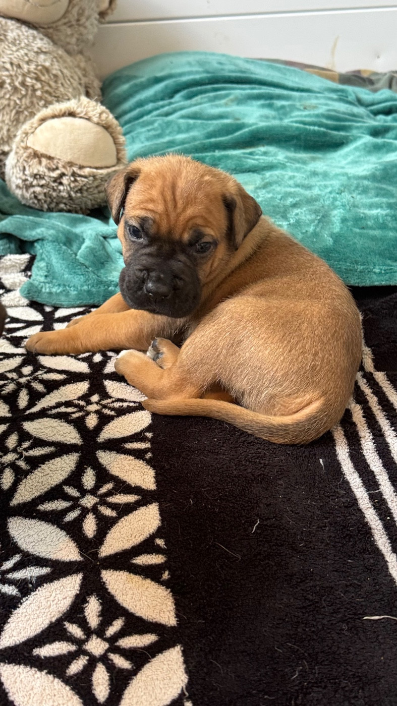 des gardiens d'Ecosse - Chiots disponibles - Cane Corso