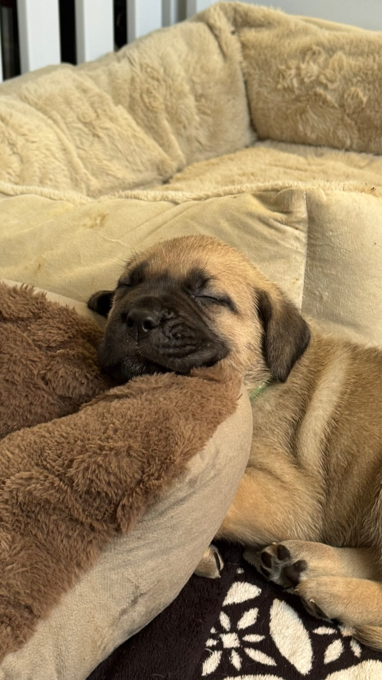 des gardiens d'Ecosse - Chiots disponibles - Cane Corso