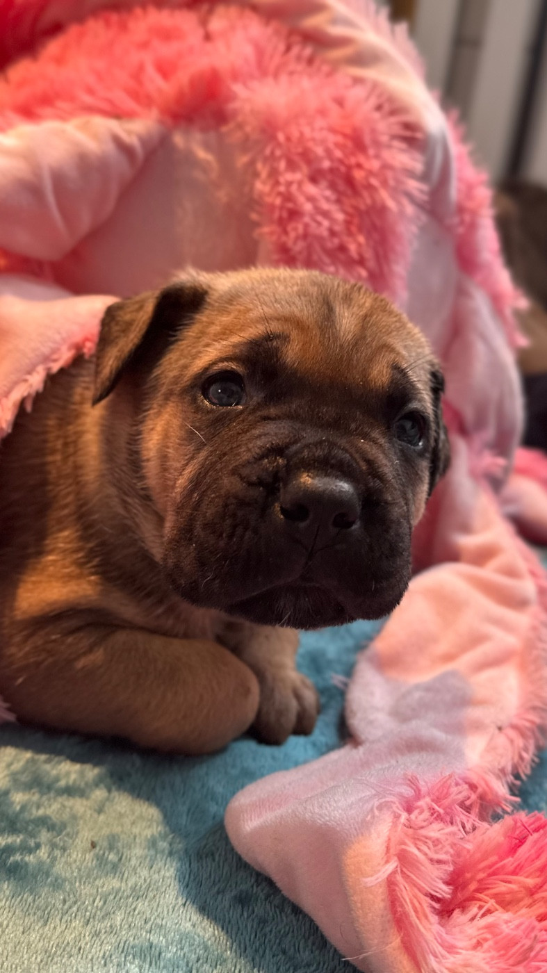 des gardiens d'Ecosse - Chiots disponibles - Cane Corso