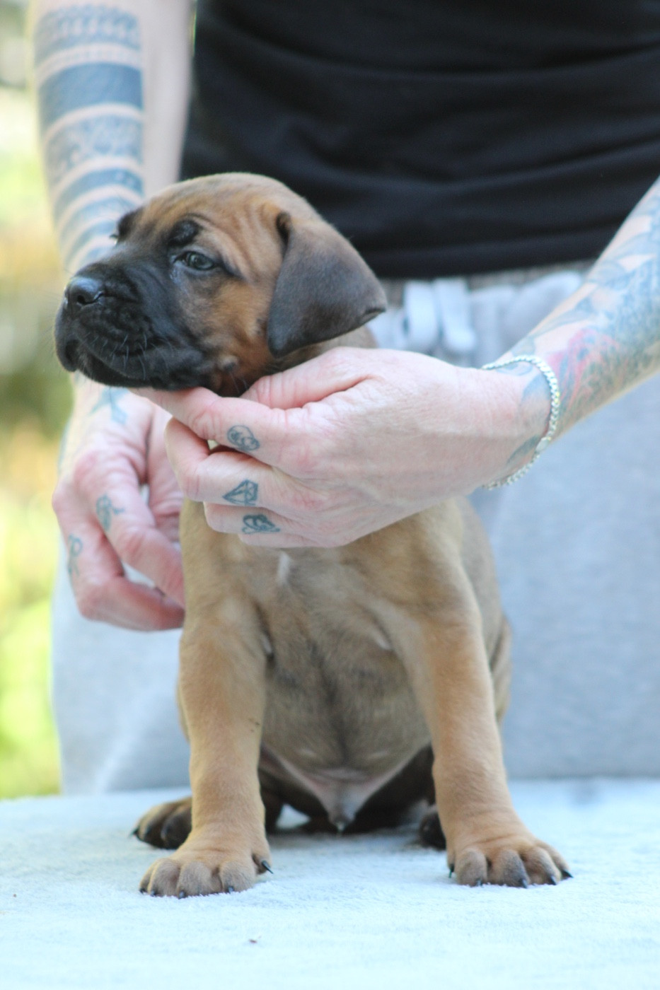 des gardiens d'Ecosse - Chiots disponibles - Cane Corso