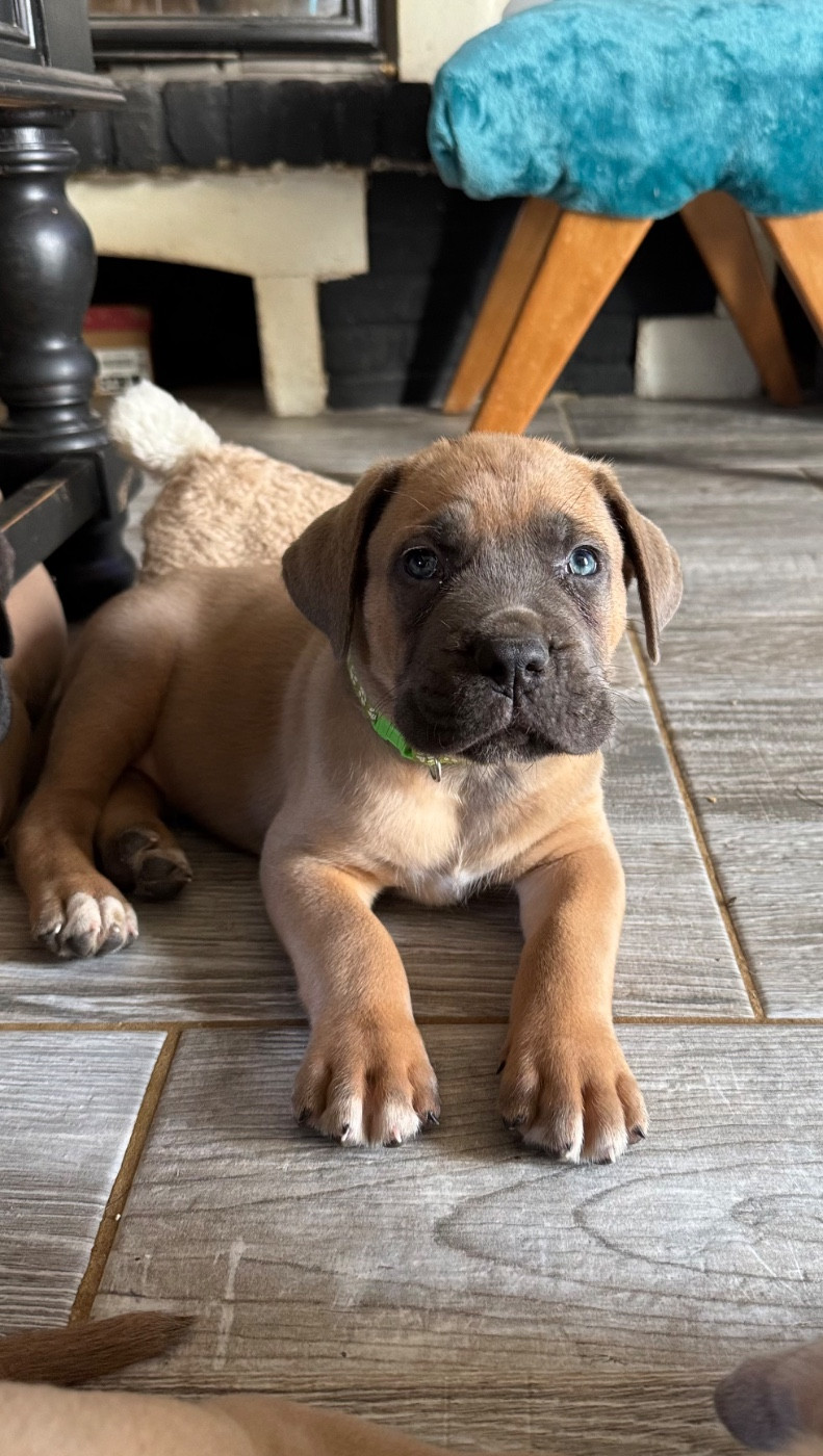 des gardiens d'Ecosse - Chiots disponibles - Cane Corso