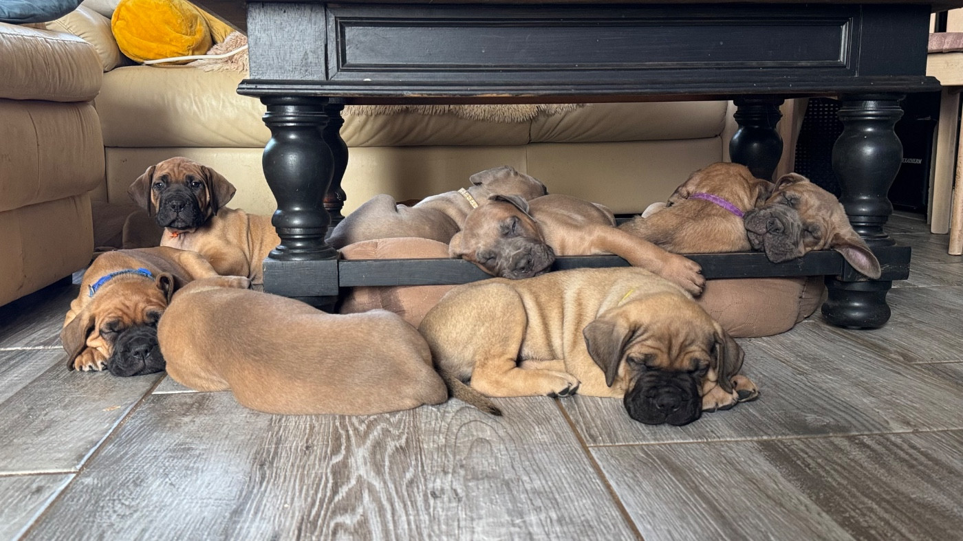 des gardiens d'Ecosse - Cane Corso - Portée née le 15/04/2026