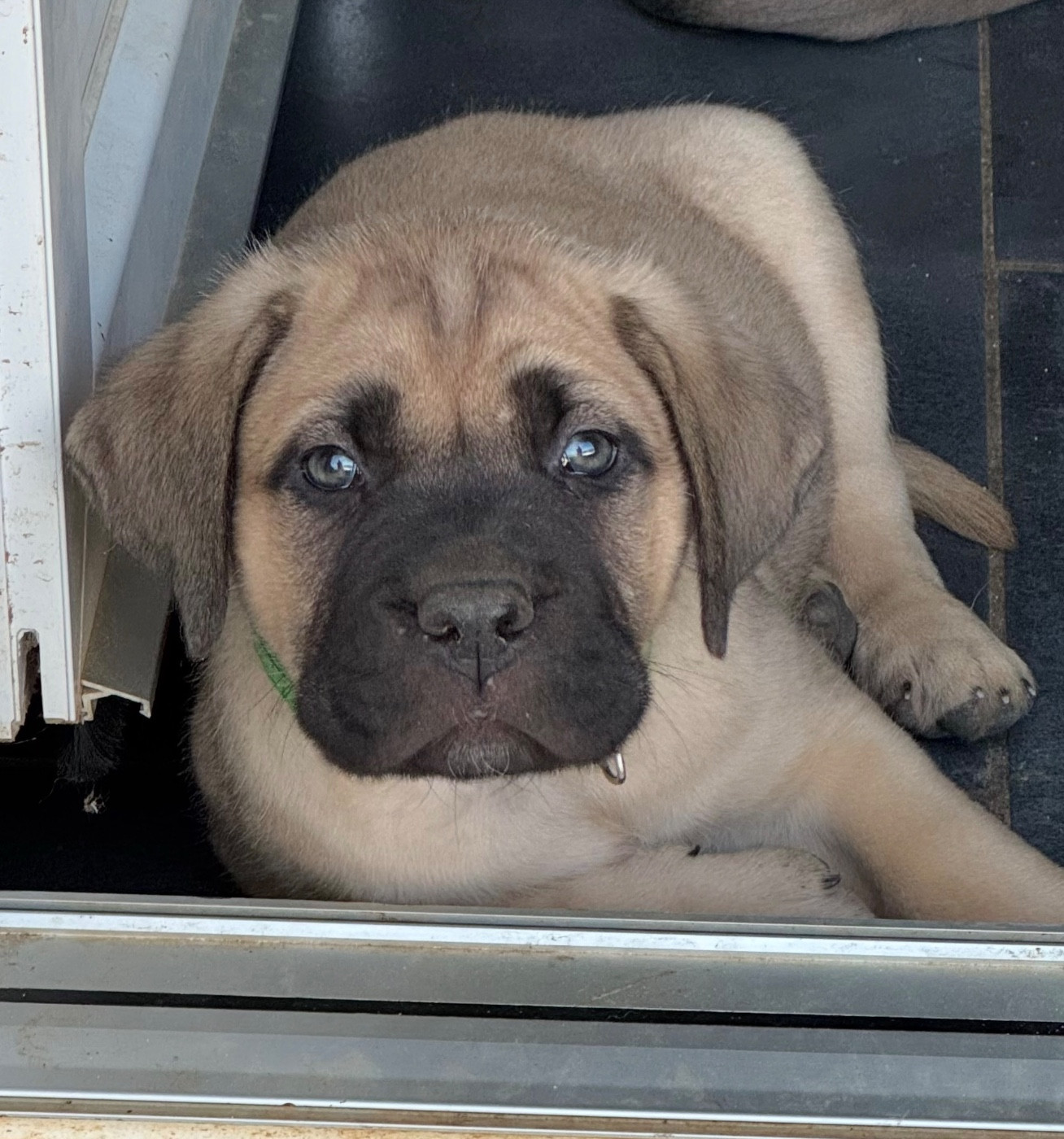 des gardiens d'Ecosse - Chiots disponibles - Cane Corso