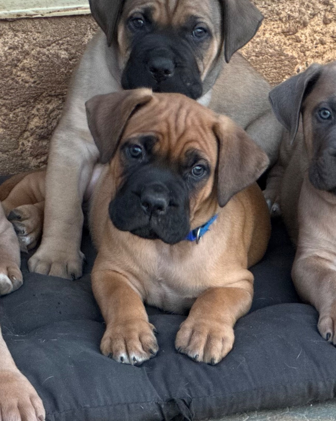des gardiens d'Ecosse - Chiots disponibles - Cane Corso